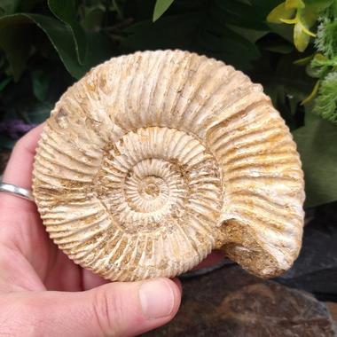 Ammonite Fossil